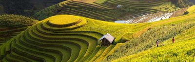 Tour Mù căng chải – Suối giàng – Tú lệ – Mùa lúa chín